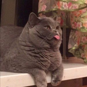 Meet your Posher, Ava